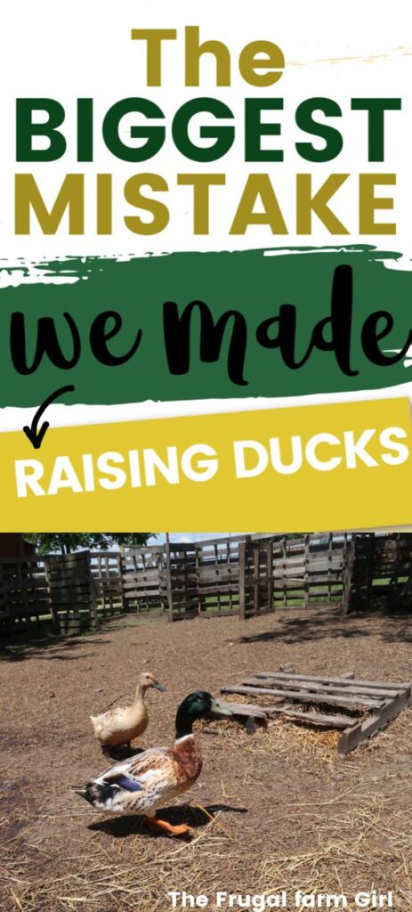 The Biggest Mistake We Made Raising Ducks