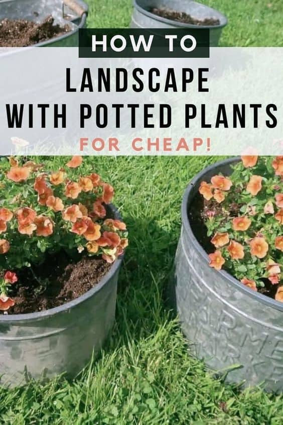 Frugal Ways to Decorate Your Yard with Potted Plants