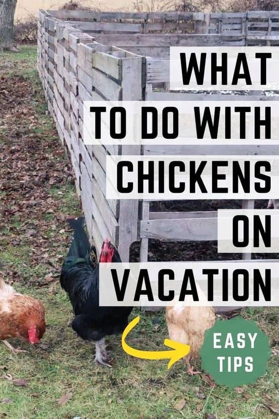 How to Care for Chickens When Away on Vacation