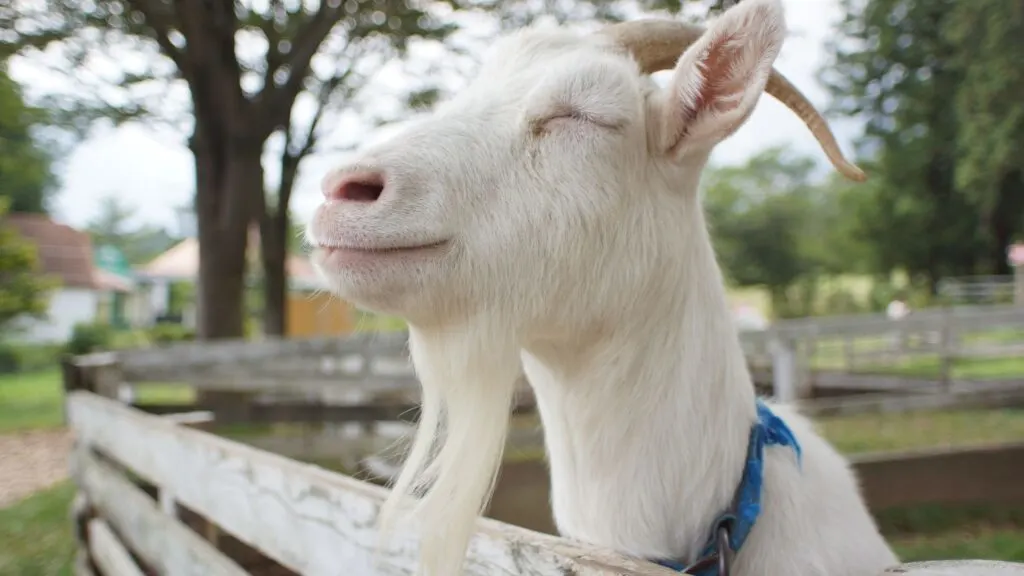 goats outside 