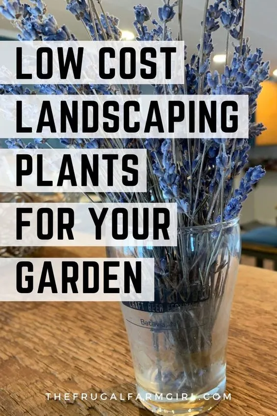 The Best Cheap Garden Landscaping Plants