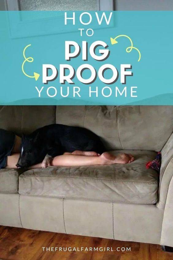 10 Must Know Tips to Pig Proof Your House