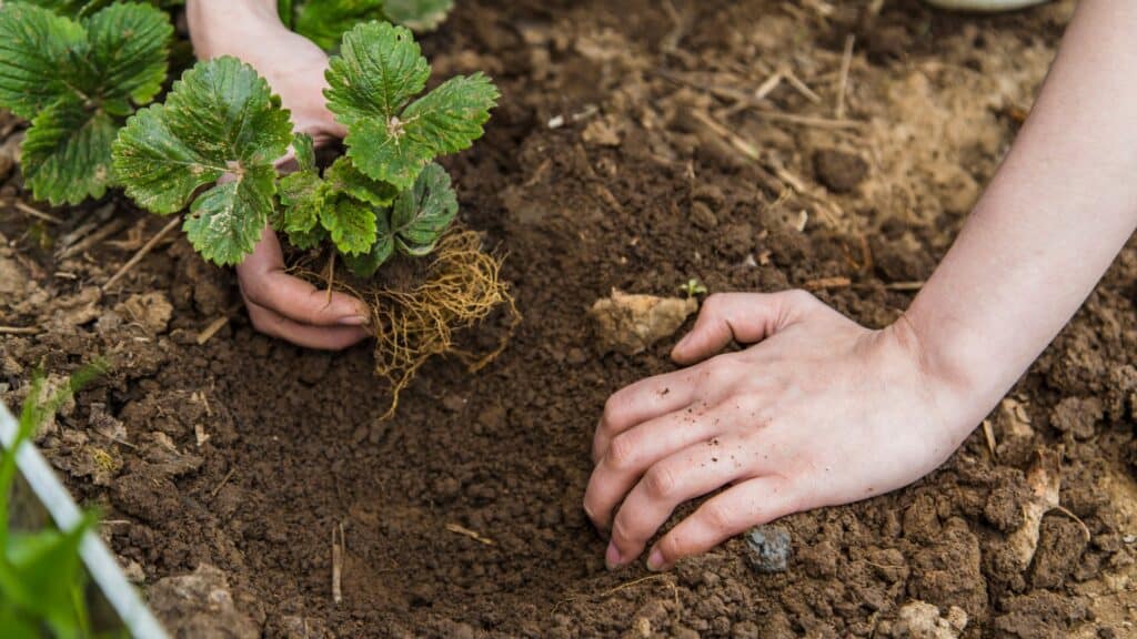 How to Double Your Harvest with this Planting Pairing