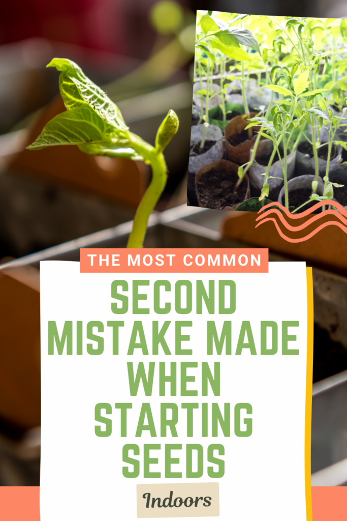 The 5 Most Common Mistakes Growing Seeds Indoors