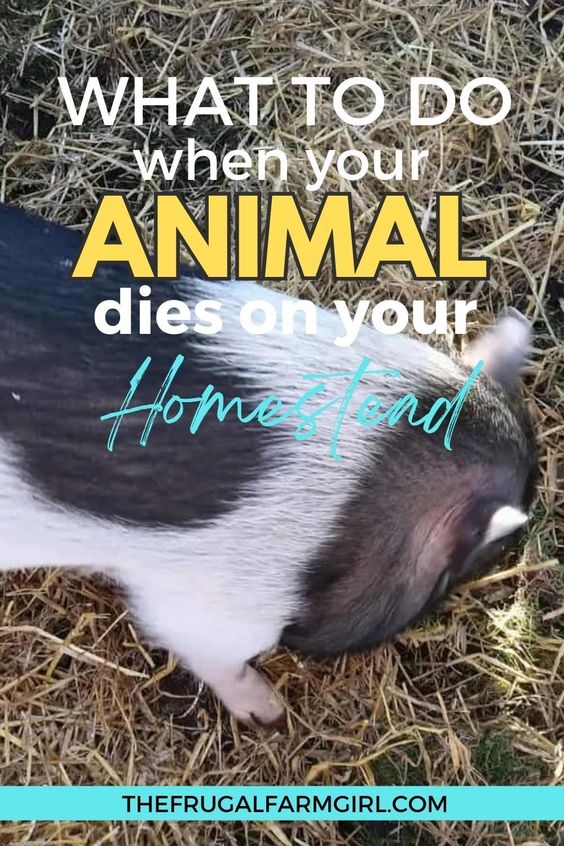 What to Do When Your Animal Dies on the Homestead