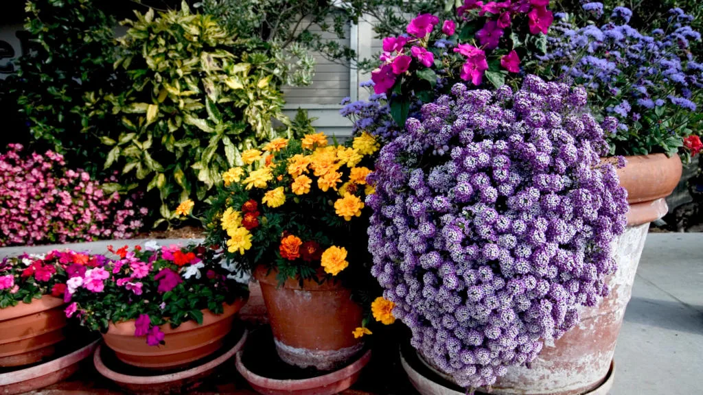 best flowers to plant in containers