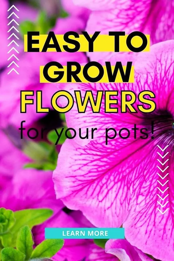 10 Easy-to-Grow Flowers to Add to Your Potted Plant Collection