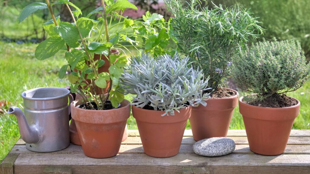 The Top 5 Mistakes to Avoid When Caring for Potted Plants in Your Yard
