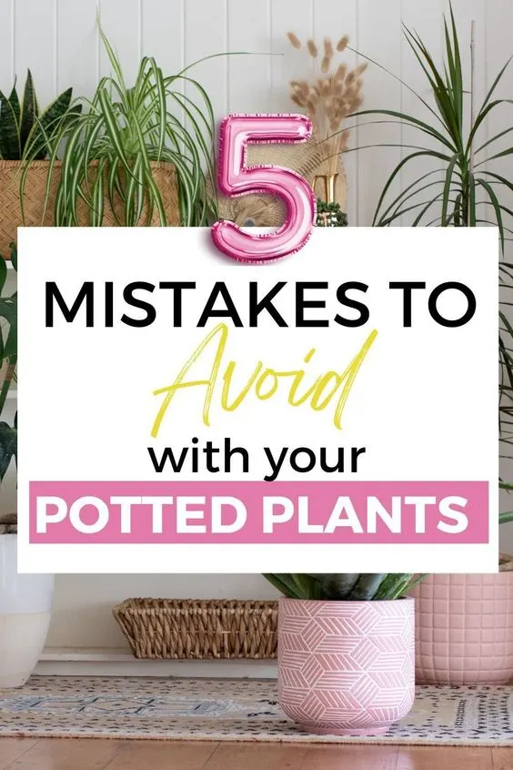 mistakes to avoid with potted plants 