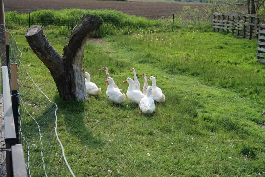 Ducks Vs. Chickens- Best Ones To Start With
