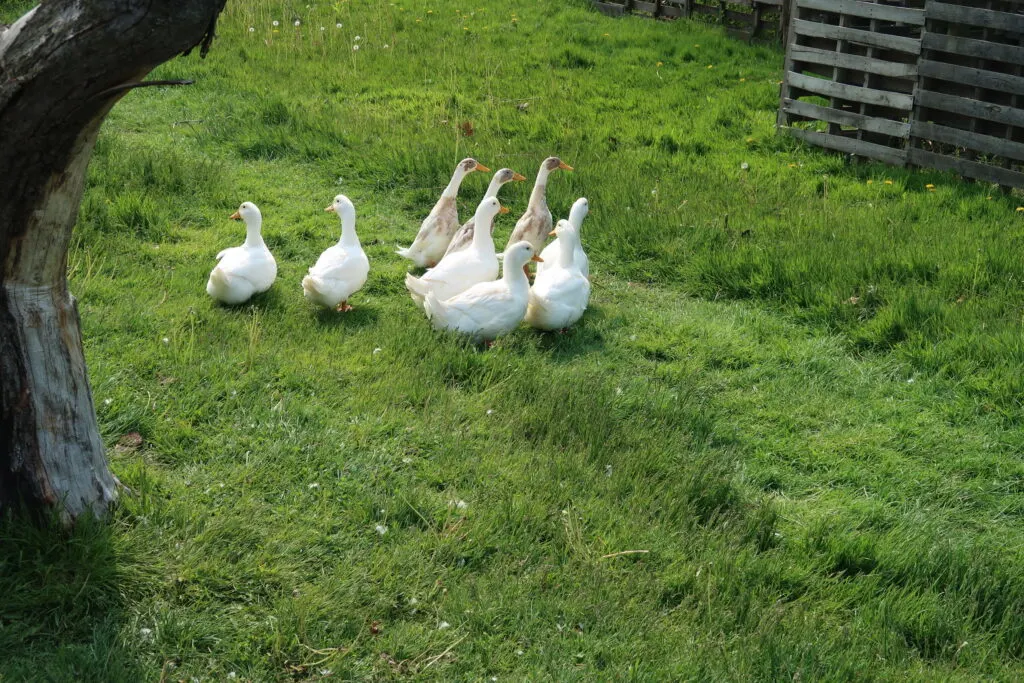 ducks in backyard 