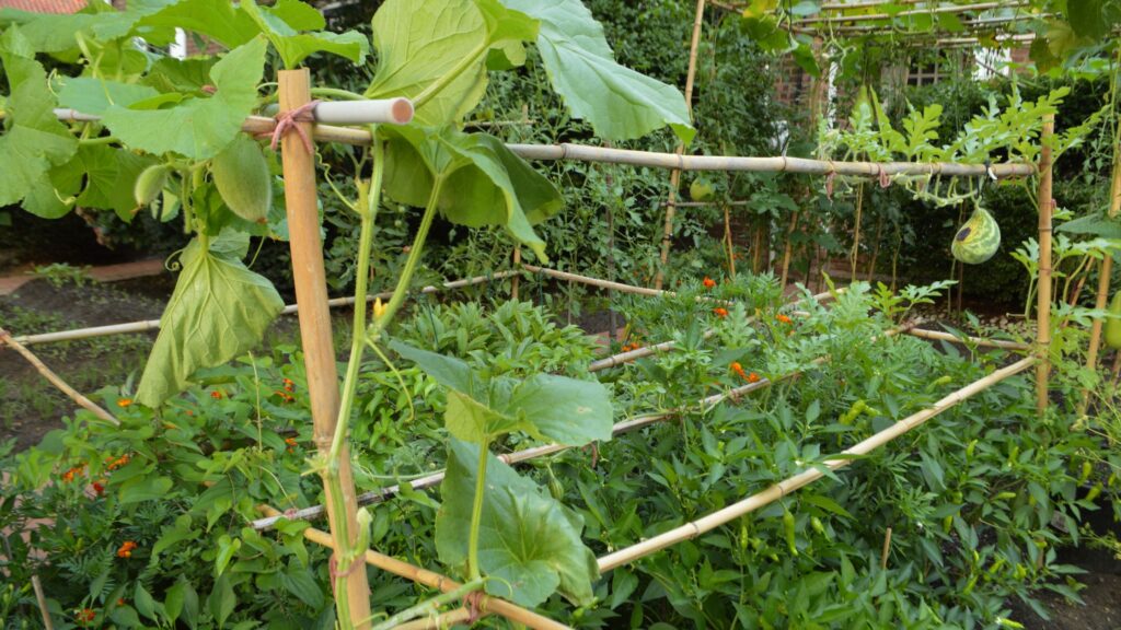 Creative and Frugal Tomato Staking Techniques for Homesteaders