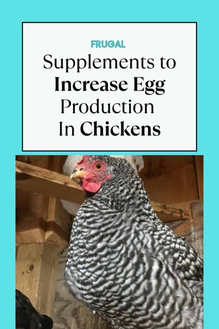 How to Raise Chickens for Maximum Egg Production