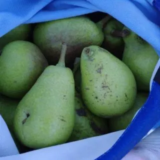 picking pears to prserve