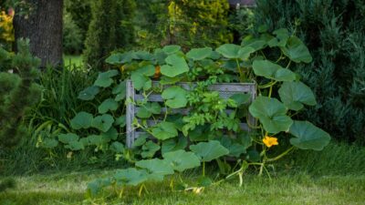pumpkin seeds