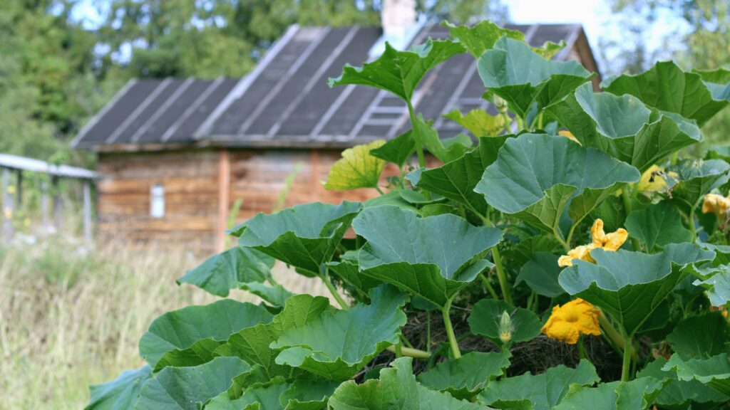 How to Grow Pumpkins In Your Own Backyard