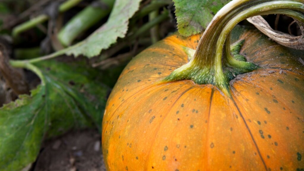 How to Grow Pumpkins In Your Own Backyard
