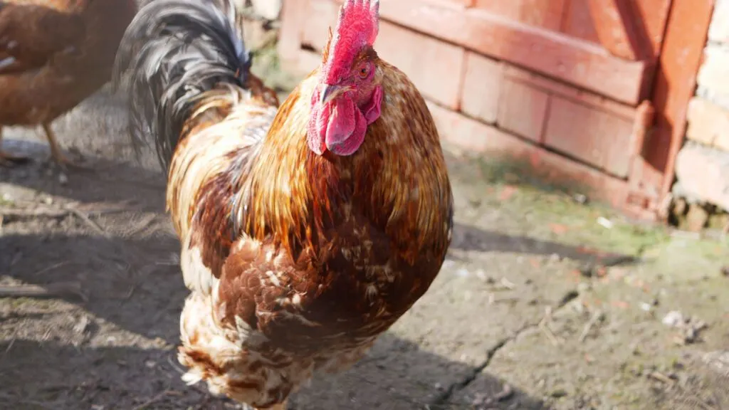 Does Your Hen Need a Rooster?