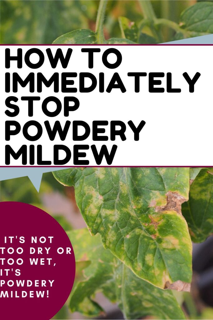 How to Get Rid of Mold and Mildew on Your Vegetable Plants
