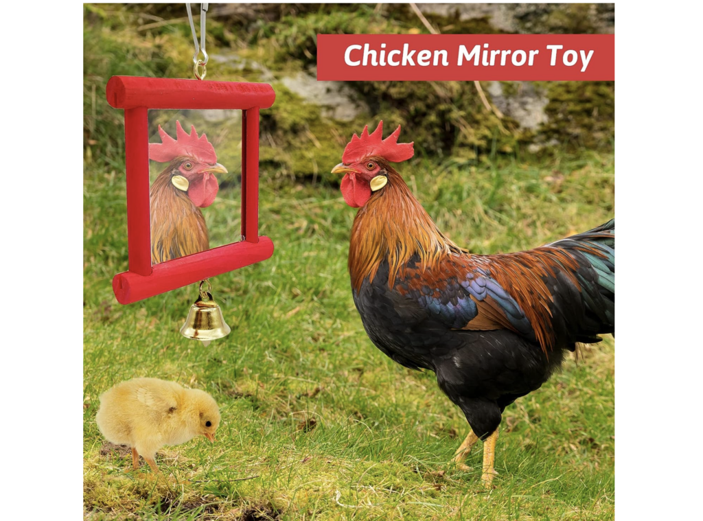 best toys for your chicken coop 