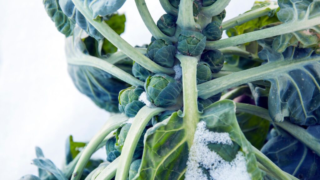 How to Keep Your Vegetable Garden Alive During Winter