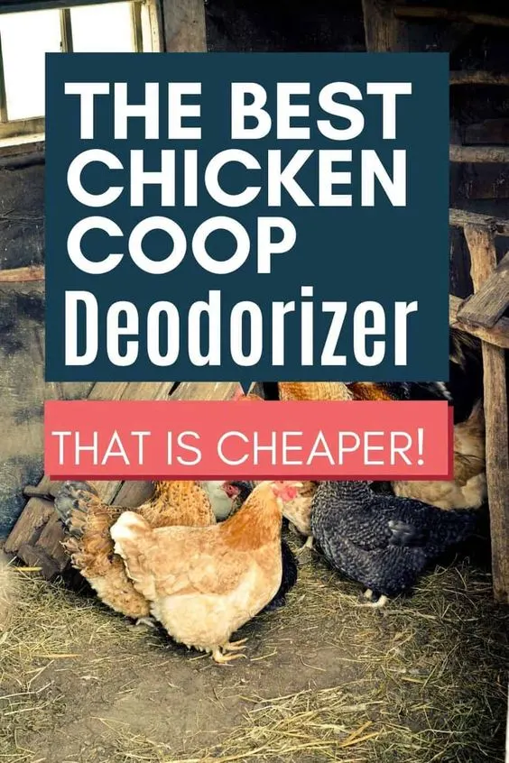 The Best Chicken Coop Deodorizer
