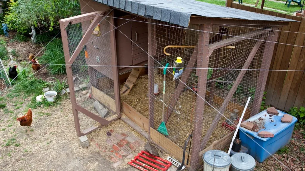 best toys for your chickens 