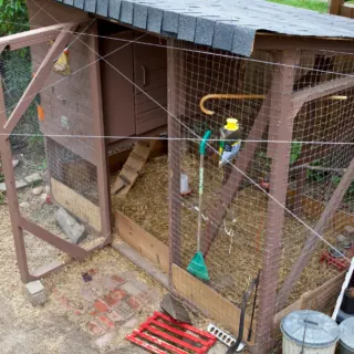best toys for your chicken coop