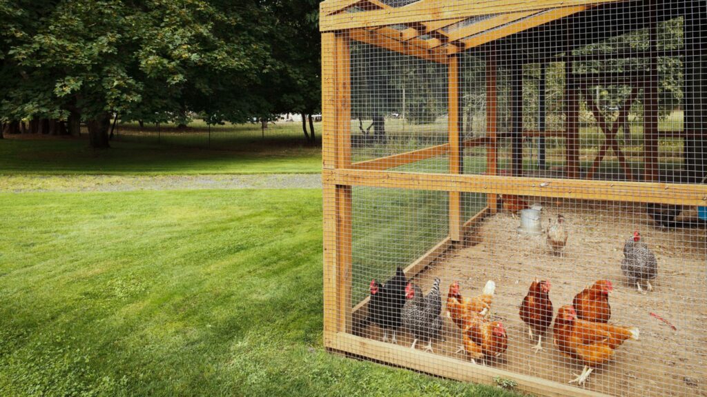 Why A-Frame Chicken Coops May Be the Best Option for You