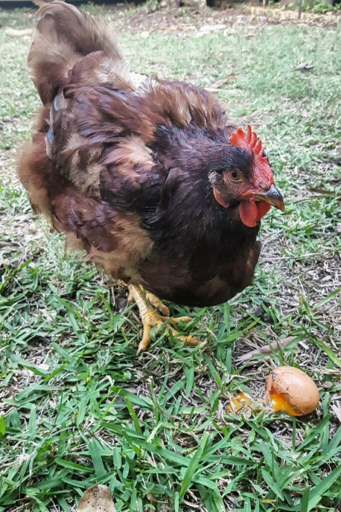 How to Survive Chicken Molting