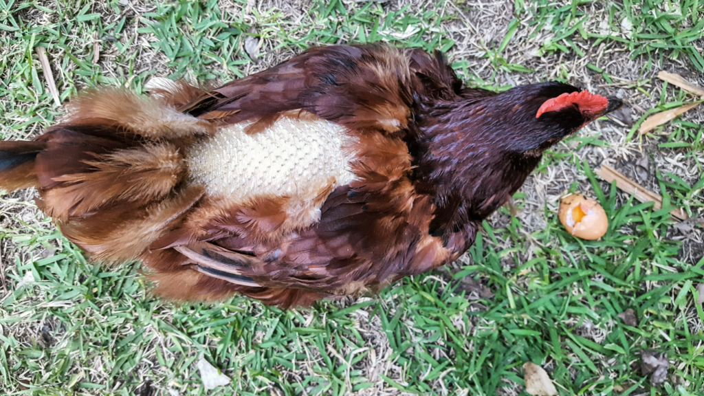 How to Survive Chicken Molting