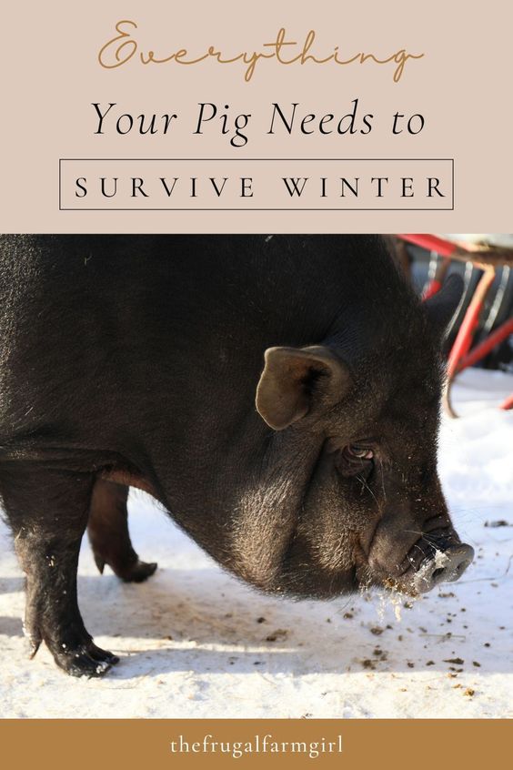 How to Prepare Your Pigs for Winter