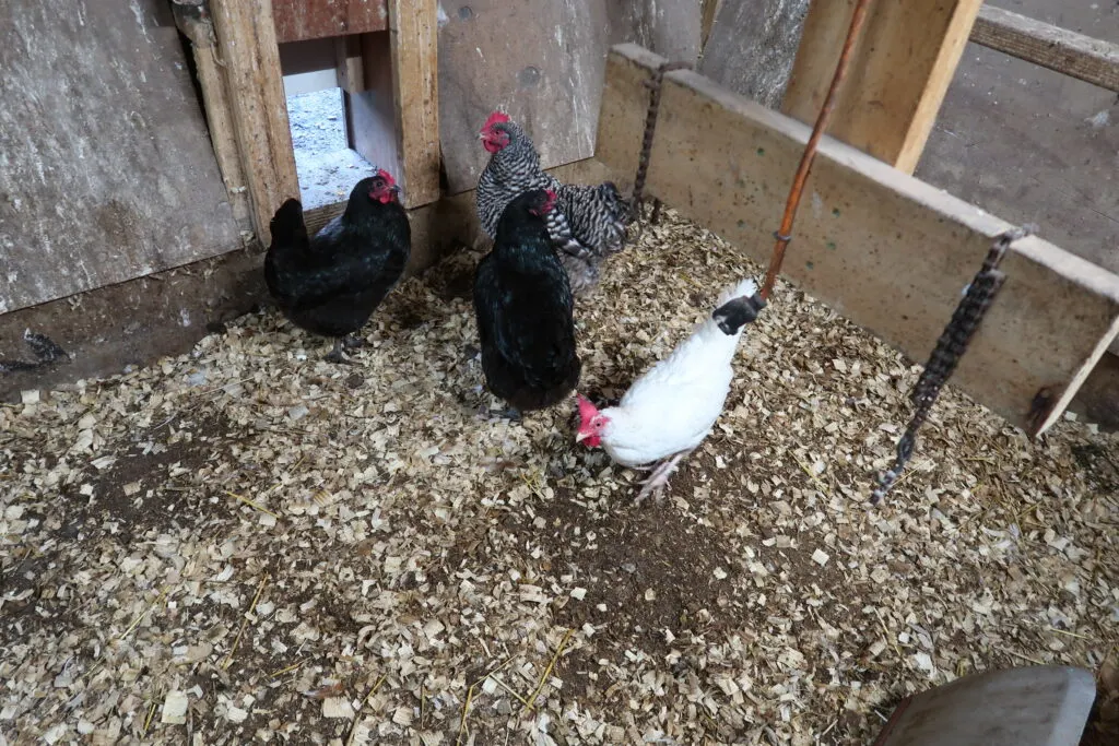 A Guide for Winterizing Your Chicken Coop