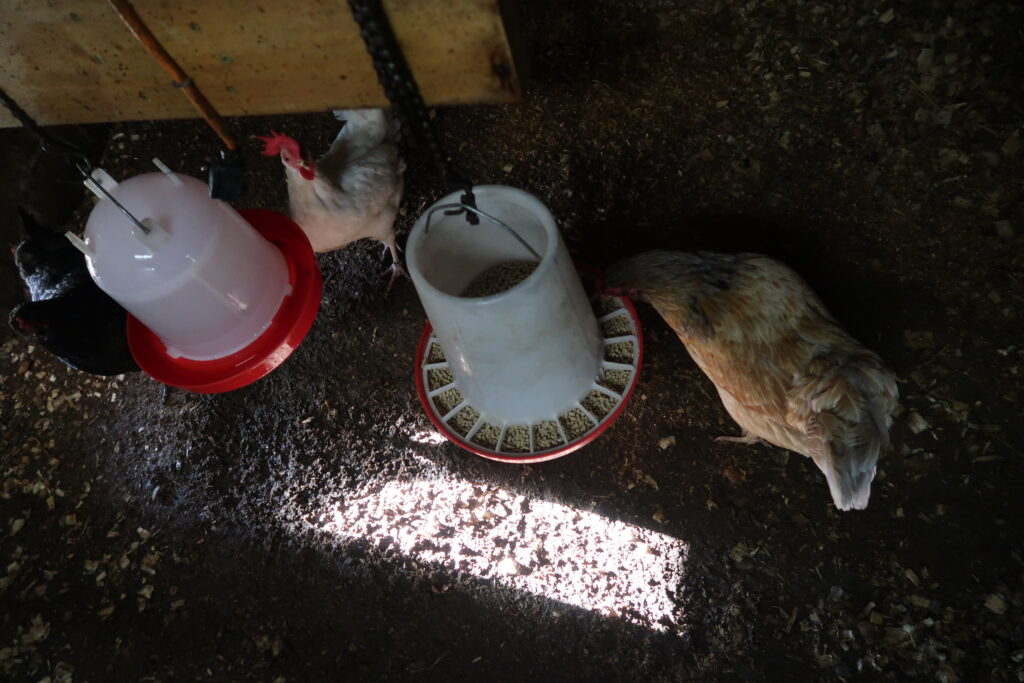 cleaning out the chicken coop