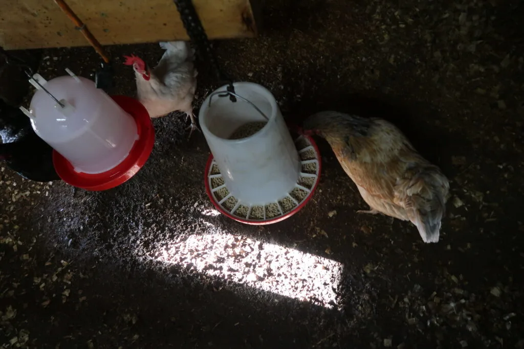 A Guide for Winterizing Your Chicken Coop