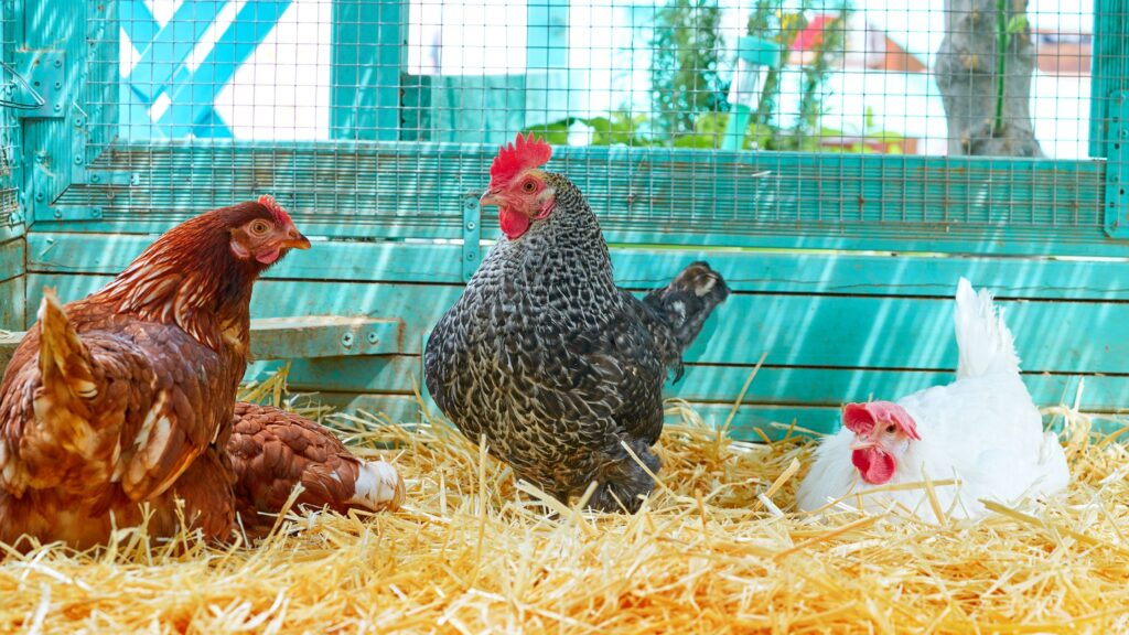 How to Care for Chickens When Away on Vacation