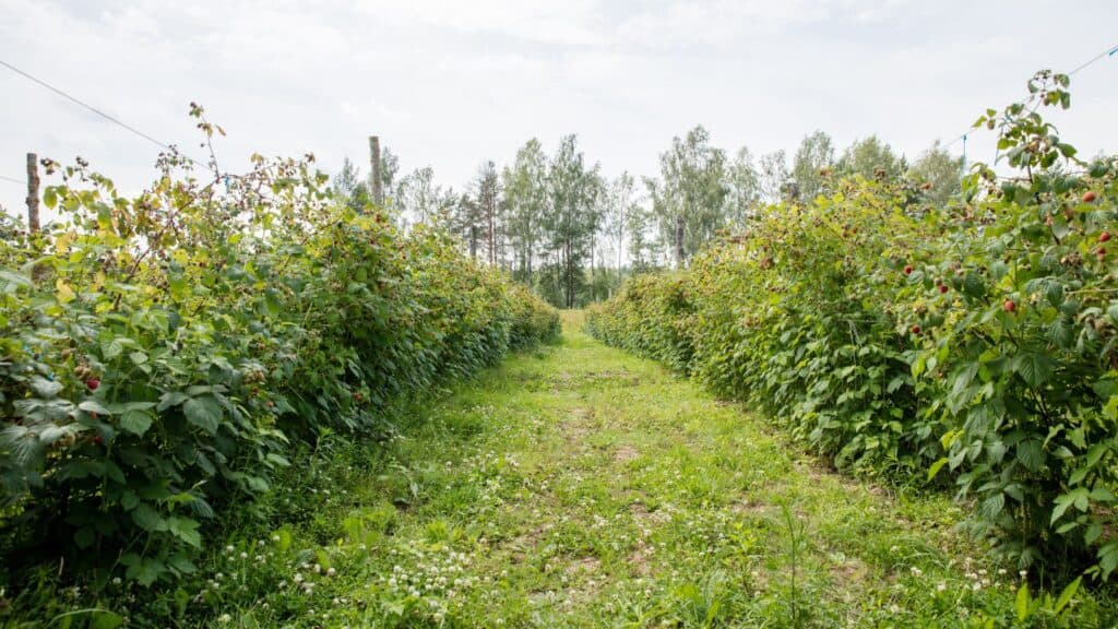 10 Things You Didn't Know About Growing Raspberries