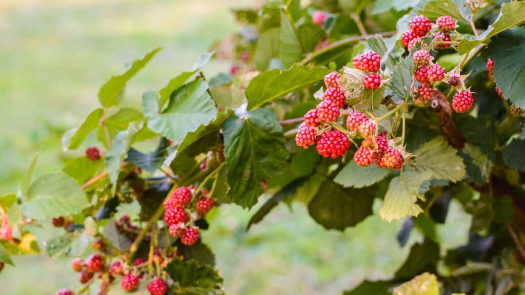 10 Things You Didn't Know About Growing Raspberries