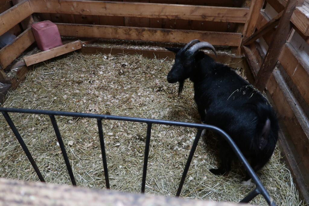 best hay feeder for goats