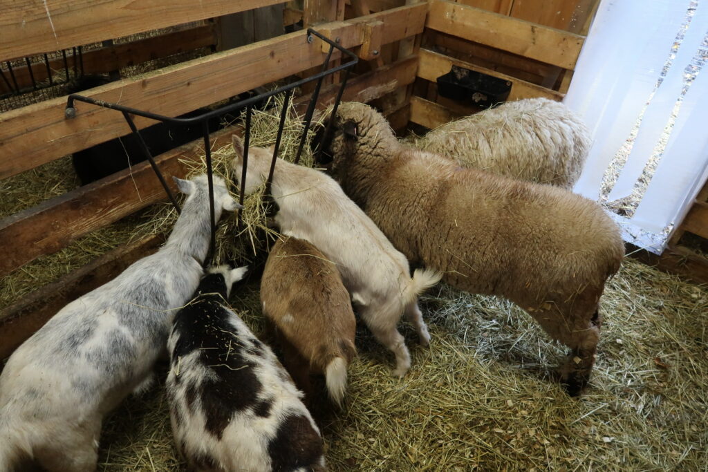 best hay feeder for goats