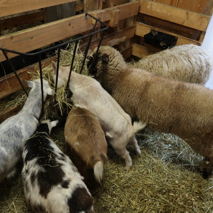 the best hay feeders for goats