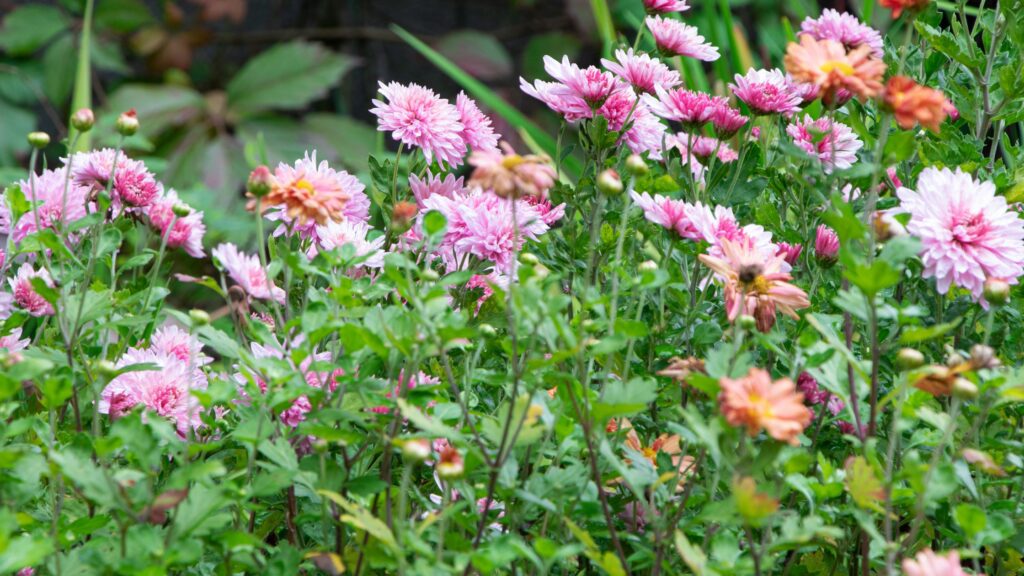 26 Pollinator Plants For Your Vegetable Garden