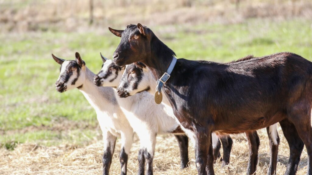 The Best Goats for Beginners to Raise on the Homestead
