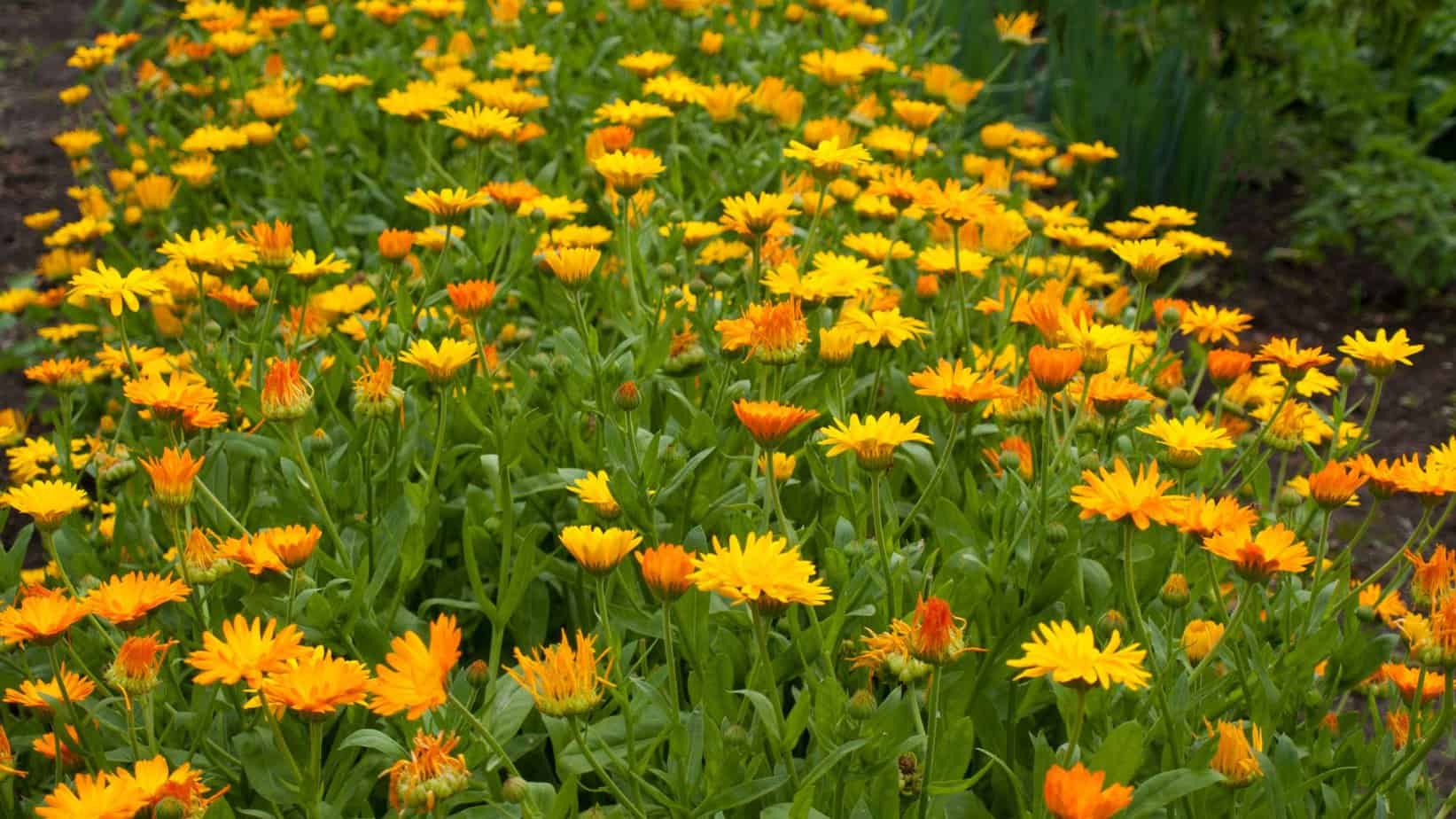 26 Pollinator Plants For Your Vegetable Garden