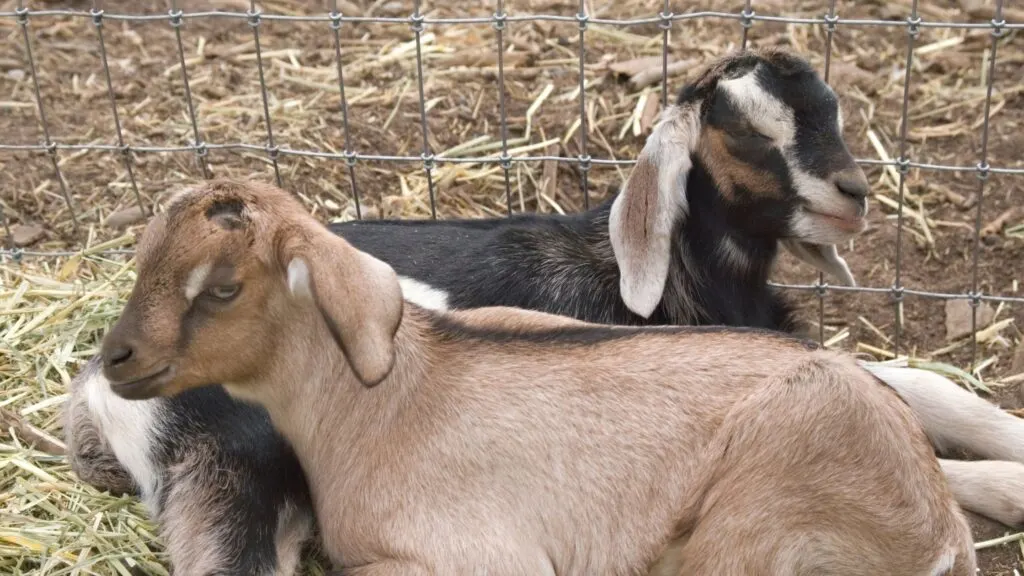 The Best Goats for Beginners to Raise on the Homestead