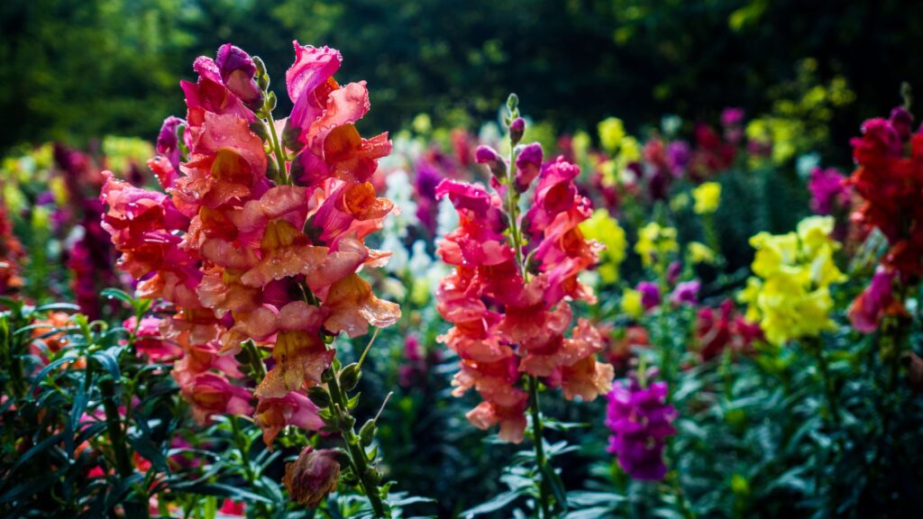 26 Pollinator Plants For Your Vegetable Garden