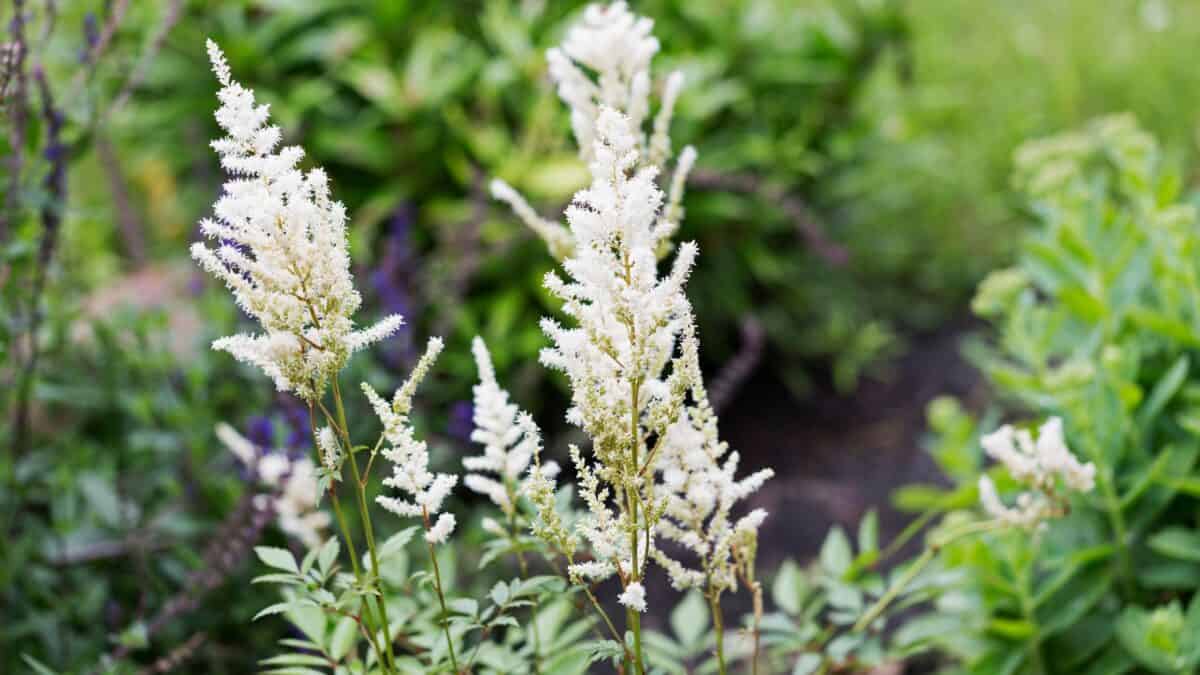 25 of the Best Deer Resistant Shade Perennials
