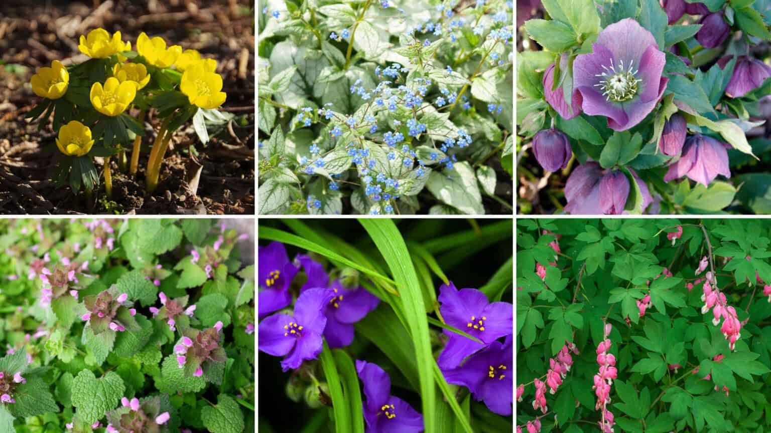 25 of the Best Deer Resistant Shade Perennials
