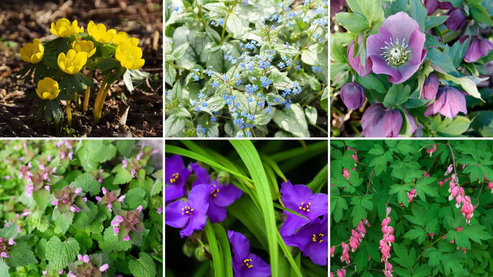 25 of the Best Deer Resistant Shade Perennials