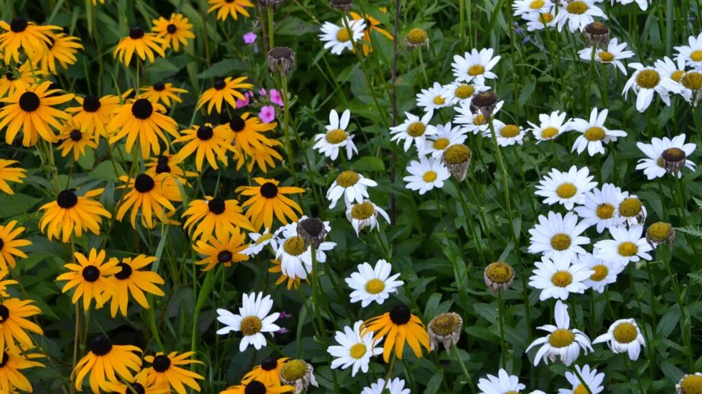 The Best Low Maintenance Perennials That are Easy to Grow